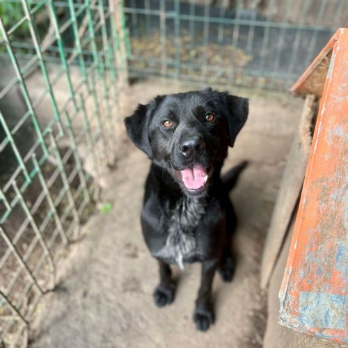 #BE2513838 - Nero, chien croisé à adopter – AnimalWeb Belgique #BE2513838 - Nero, chien croisé à adopter – AnimalWeb Belgique