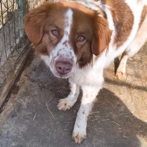#BE2513839 - Obelix, chien croisé à adopter – AnimalWeb Belgique #BE2513839 - Obelix, chien croisé à adopter – AnimalWeb Belgique