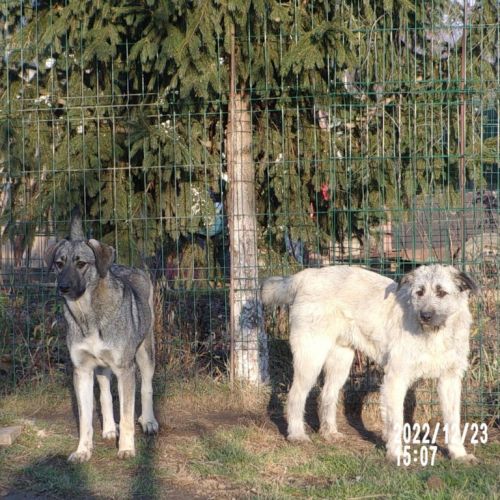 #BE2513840 - Olie, chien croisé à adopter – AnimalWeb Belgique #BE2513840 - Olie, chien croisé à adopter – AnimalWeb Belgique