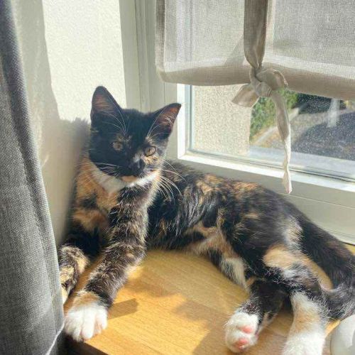#BE2513841 - Lana, chat perdu à Noduwez - AnimalWeb Belgique #BE2513841 - Lana, chat perdu à Noduwez - AnimalWeb Belgique