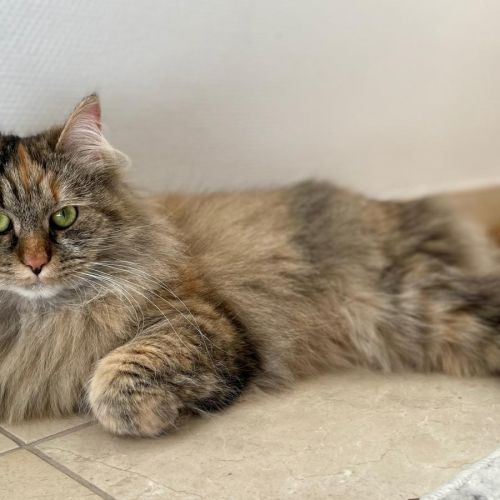 #BE2513842 - Hannah, chat perdu à Woluwe-Saint-Lambert - AnimalWeb Bel #BE2513842 - Hannah, chat perdu à Woluwe-Saint-Lambert - AnimalWeb Bel