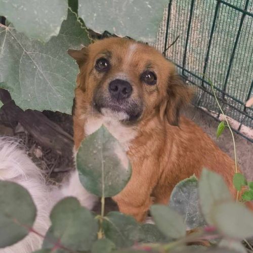 #BE2513843 - Jordana, chien croisé à adopter – AnimalWeb Belgique #BE2513843 - Jordana, chien croisé à adopter – AnimalWeb Belgique