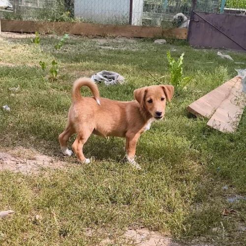 #BE2513845 - Abigali, chien croisé à adopter – AnimalWeb Belgique #BE2513845 - Abigali, chien croisé à adopter – AnimalWeb Belgique