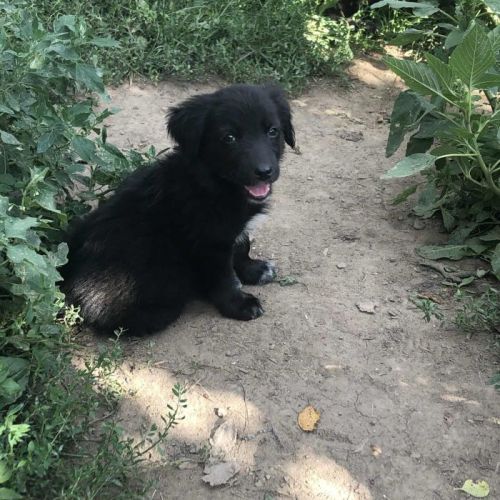 #BE2513846 - Amara, chien croisé à adopter – AnimalWeb Belgique #BE2513846 - Amara, chien croisé à adopter – AnimalWeb Belgique