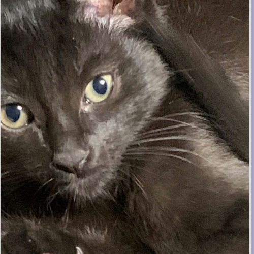 #BE2513848 - Selestin, chat à adopter à Maurage - AnimalWeb Belgique #BE2513848 - Selestin, chat à adopter à Maurage - AnimalWeb Belgique