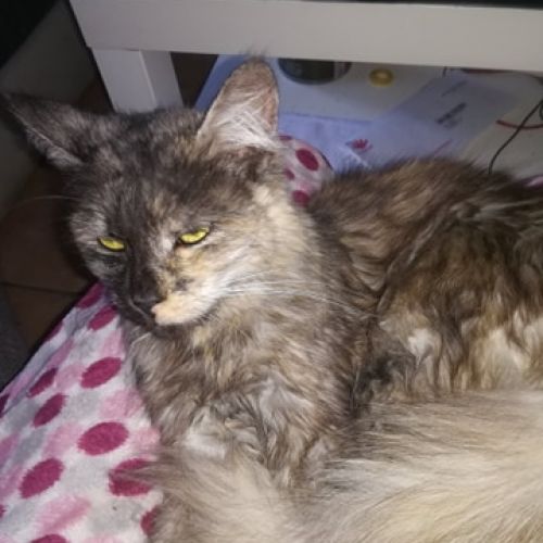 Luna Luna
