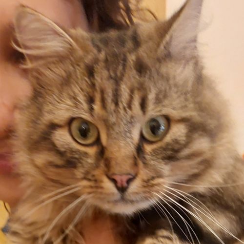 #BE2513850 - Chat trouvé à Molenbeek-Saint-Jean - AnimalWeb Belgique #BE2513850 - Chat trouvé à Molenbeek-Saint-Jean - AnimalWeb Belgique