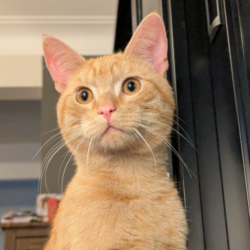 #BE2513851 - Chat trouvé à Uccle - AnimalWeb Belgique #BE2513851 - Chat trouvé à Uccle - AnimalWeb Belgique