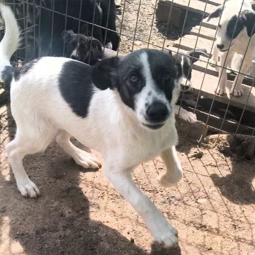 #BE2513852 - Belote, chien croisé à adopter – AnimalWeb Belgique #BE2513852 - Belote, chien croisé à adopter – AnimalWeb Belgique
