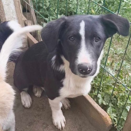 #BE2513853 - Rami, chien croisé à adopter – AnimalWeb Belgique #BE2513853 - Rami, chien croisé à adopter – AnimalWeb Belgique