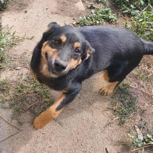 #BE2513854 - Marlow, chien croisé à adopter – AnimalWeb Belgique #BE2513854 - Marlow, chien croisé à adopter – AnimalWeb Belgique