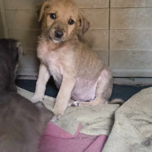 #BE2513855 - Lady, chien croisé à adopter – AnimalWeb Belgique #BE2513855 - Lady, chien croisé à adopter – AnimalWeb Belgique
