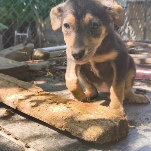 #BE2513856 - Laika, chien croisé à adopter – AnimalWeb Belgique #BE2513856 - Laika, chien croisé à adopter – AnimalWeb Belgique