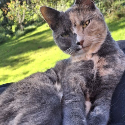 #BE2513857 - Willow, chat perdu à Louvain-la-neuve - AnimalWeb Belgiqu #BE2513857 - Willow, chat perdu à Louvain-la-neuve - AnimalWeb Belgiqu