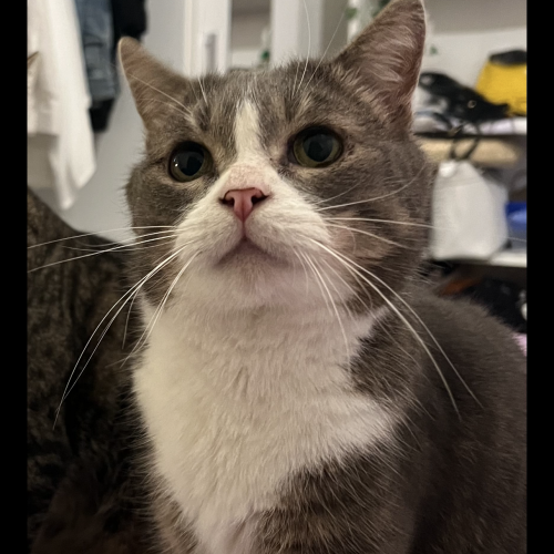 #BE2513863 - Pépère, chat perdu à Watermael-Boitsfort - AnimalWeb Belg #BE2513863 - Pépère, chat perdu à Watermael-Boitsfort - AnimalWeb Belg