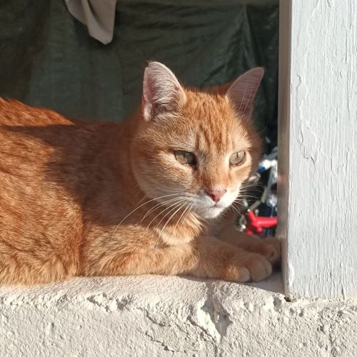 #BE2513864 - Dadou, chat perdu à Ollignies - AnimalWeb Belgique #BE2513864 - Dadou, chat perdu à Ollignies - AnimalWeb Belgique