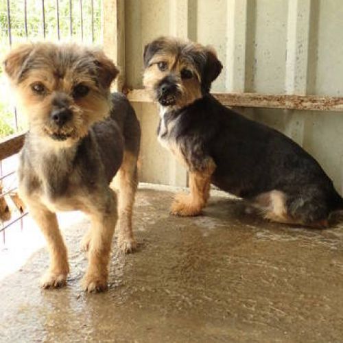 #BE2513865 - Peluche et Kovou, chiens croisés à adopter – AnimalWeb Be