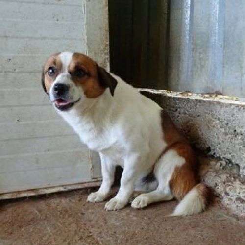 #BE2513868 - Will, chien croisé à adopter – AnimalWeb Belgique