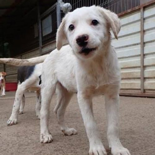 #BE2513870 - Bolt, chien croisé à adopter – AnimalWeb Belgique