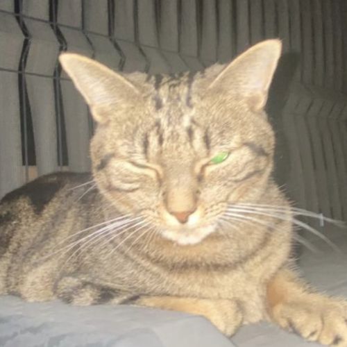 #BE2513872 - Poupie, chat perdu à Schaerbeek - AnimalWeb Belgique #BE2513872 - Poupie, chat perdu à Schaerbeek - AnimalWeb Belgique