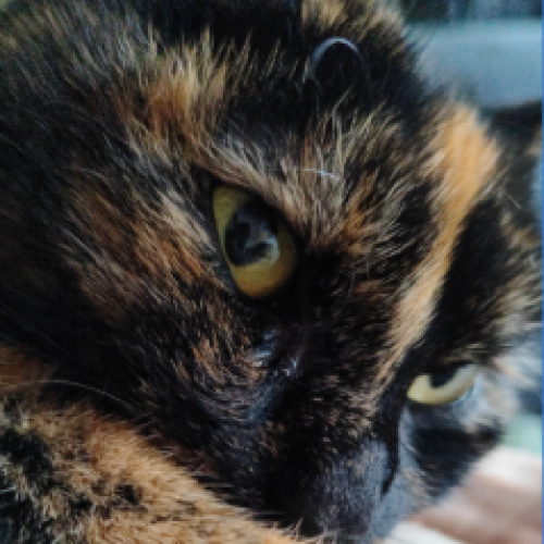 #BE2513873 - Luna, chat perdu à Tervuren - AnimalWeb Belgique #BE2513873 - Luna, chat perdu à Tervuren - AnimalWeb Belgique