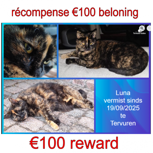 #BE2513873 - Luna, chat perdu à Tervuren - AnimalWeb Belgique
