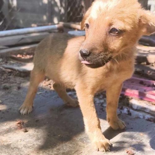 #BE2513875 - Laurie, chien croisé à adopter – AnimalWeb Belgique #BE2513875 - Laurie, chien croisé à adopter – AnimalWeb Belgique