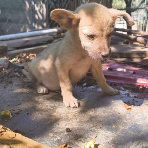 #BE2513876 - Otto, chien croisé à adopter – AnimalWeb Belgique #BE2513876 - Otto, chien croisé à adopter – AnimalWeb Belgique