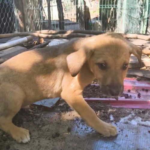 #BE2513877 - Oskar, chien croisé à adopter – AnimalWeb Belgique #BE2513877 - Oskar, chien croisé à adopter – AnimalWeb Belgique