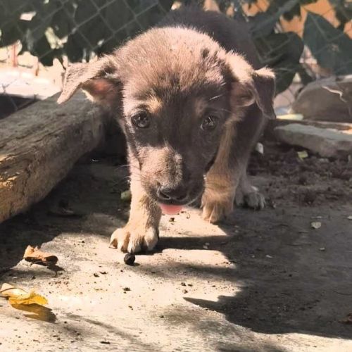#BE2513878 - Ozzie, chien croisé à adopter – AnimalWeb Belgique #BE2513878 - Ozzie, chien croisé à adopter – AnimalWeb Belgique