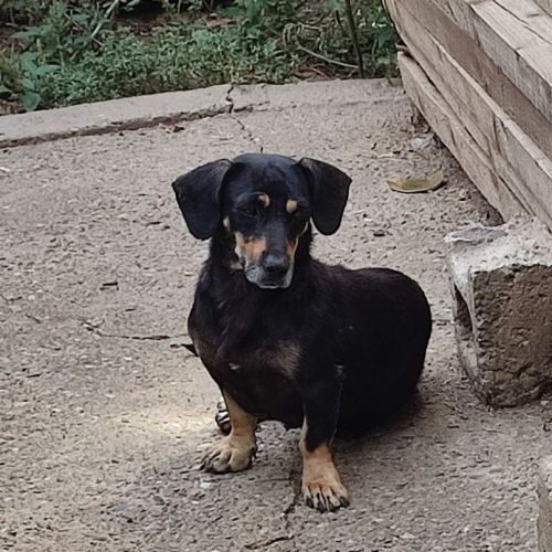 #BE2513880 - Hera, chien croisé à adopter – AnimalWeb Belgique #BE2513880 - Hera, chien croisé à adopter – AnimalWeb Belgique
