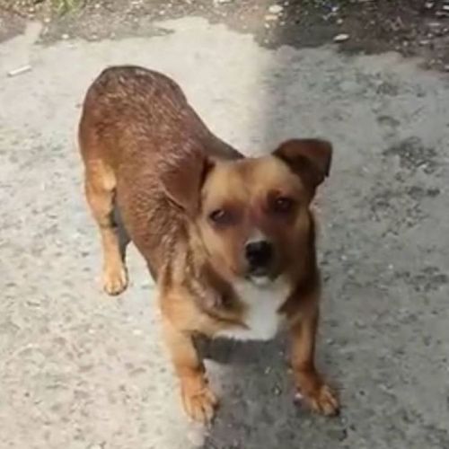 #BE2513881 - Roxanne, chien croisé à adopter – AnimalWeb Belgique #BE2513881 - Roxanne, chien croisé à adopter – AnimalWeb Belgique