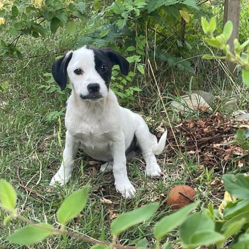 #BE2513882 - Lana, chien croisé à adopter – AnimalWeb Belgique #BE2513882 - Lana, chien croisé à adopter – AnimalWeb Belgique