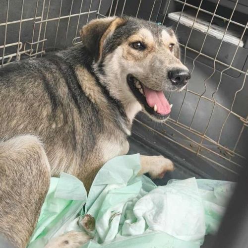 #BE2513883 - Nocima, chien croisé à adopter – AnimalWeb Belgique #BE2513883 - Nocima, chien croisé à adopter – AnimalWeb Belgique