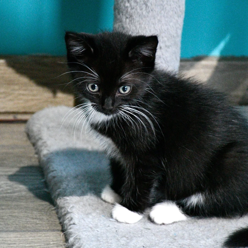 #BE2513885 - Lucien, chat à adopter à La Roche-en-Ardenne - AnimalWeb #BE2513885 - Lucien, chat à adopter à La Roche-en-Ardenne - AnimalWeb