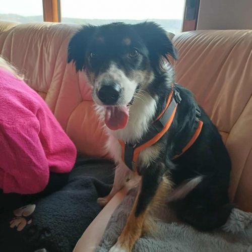 #BE2513886 - Adoptez Belle à Flawinne – AnimalWeb #BE2513886 - Adoptez Belle à Flawinne – AnimalWeb