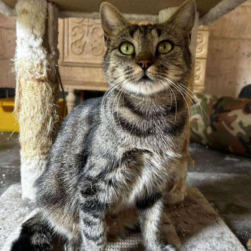 #BE2513888 - Sana et Yua, chats à adopter à Leuze-en-Hainaut - AnimalW #BE2513888 - Sana et Yua, chats à adopter à Leuze-en-Hainaut - AnimalW