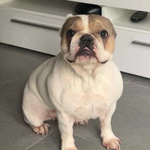 #BE2513890 - Adoptez Titi, un chien à Wiers – AnimalWeb​