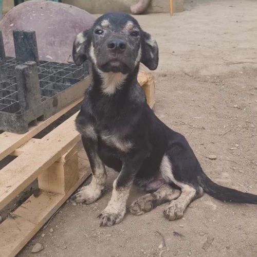 #BE2513891 - Polo, chien croisé à adopter – AnimalWeb Belgique #BE2513891 - Polo, chien croisé à adopter – AnimalWeb Belgique