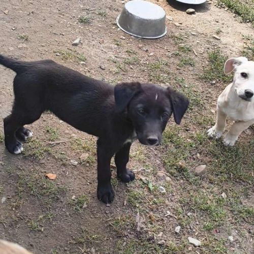 #BE2513892 - Storm, chien croisé à adopter – AnimalWeb Belgique #BE2513892 - Storm, chien croisé à adopter – AnimalWeb Belgique