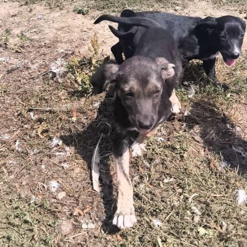 #BE2513893 - Armande, chien croisé à adopter – AnimalWeb Belgique #BE2513893 - Armande, chien croisé à adopter – AnimalWeb Belgique