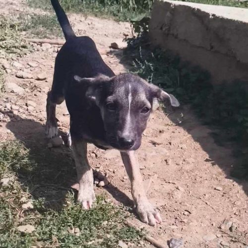 #BE2513894 - Belise, chien croisé à adopter – AnimalWeb Belgique #BE2513894 - Belise, chien croisé à adopter – AnimalWeb Belgique
