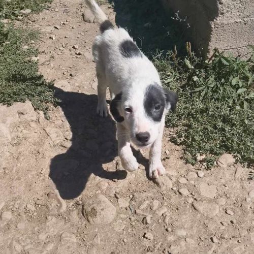 #BE2513895 - Frosine, chien croisé à adopter – AnimalWeb Belgique #BE2513895 - Frosine, chien croisé à adopter – AnimalWeb Belgique