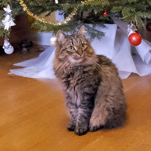 #BE2513896 - Plumy, chat perdu à Anderlecht - AnimalWeb Belgique #BE2513896 - Plumy, chat perdu à Anderlecht - AnimalWeb Belgique