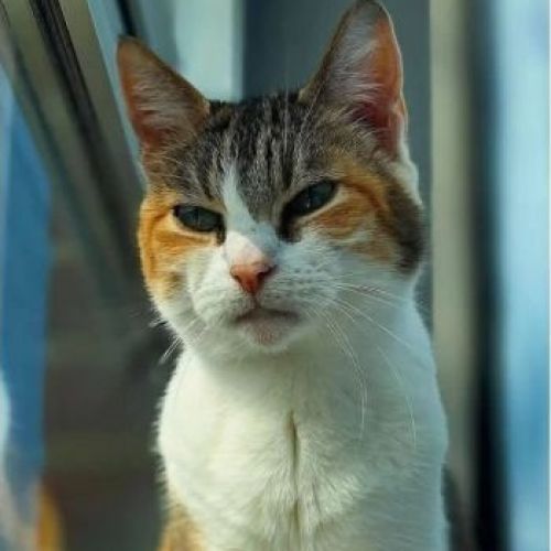 #BE2513897 - Duchesse, chat perdu à Charleroi - AnimalWeb Belgique #BE2513897 - Duchesse, chat perdu à Charleroi - AnimalWeb Belgique