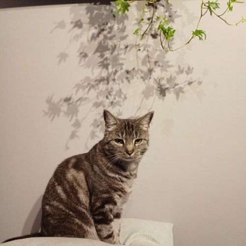 #BE2513900 - Peppi, chat perdu à Baelen - AnimalWeb Belgique #BE2513900 - Peppi, chat perdu à Baelen - AnimalWeb Belgique