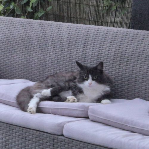 #BE2513901 - Schatzi, chat perdu à Temploux - AnimalWeb Belgique #BE2513901 - Schatzi, chat perdu à Temploux - AnimalWeb Belgique