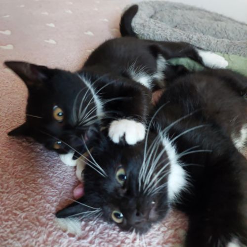 #BE2513902 - Kovu et Kiara, chats à adopter à Leuze-en-Hainaut - Anima #BE2513902 - Kovu et Kiara, chats à adopter à Leuze-en-Hainaut - Anima