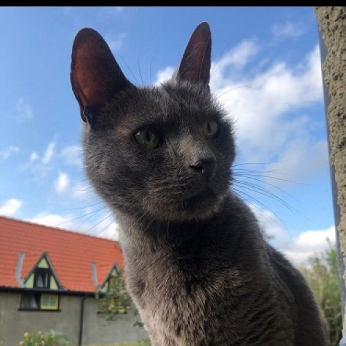 #BE2513903 - Ralachou, chat perdu à Watermael-Boitsfort - AnimalWeb Be #BE2513903 - Ralachou, chat perdu à Watermael-Boitsfort - AnimalWeb Be