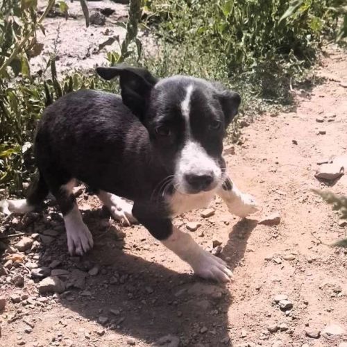 #BE2513904 - Martine, chien croisé à adopter – AnimalWeb Belgique #BE2513904 - Martine, chien croisé à adopter – AnimalWeb Belgique